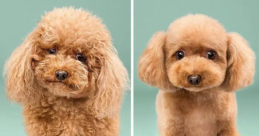 How to Detangle Matted Dog Fur Without Causing Pain